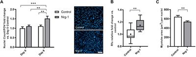 Neuregulin 1 Drives Morphological and Phenotypical Changes in C2C12 Myotubes: Towards De Novo Formation of Intrafusal Fibres In Vitro